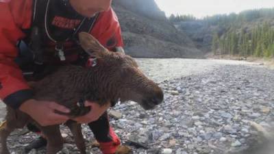 2 Calgary kayakers rescue moose calf in dramatic video - globalnews.ca