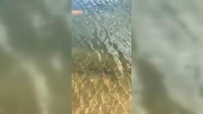 Video of invasive koi fish released in Saskatchewan making ripples - globalnews.ca