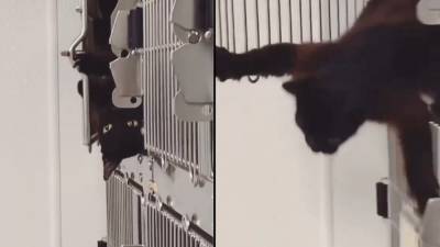 Cat breaks out of ‘escape-proof’ cage at Texas animal shelter - fox29.com - state Texas - Georgia - city Houston