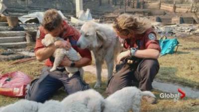 Lytton wildfire survivors relieved animals found alive - globalnews.ca