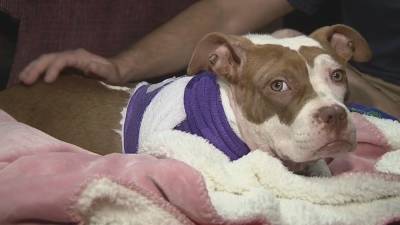 Severely injured dog rescued by Philly firefighters finds happy home with rescuer - fox29.com