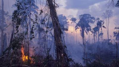 Study: Parts of Amazon rainforest now emit more CO2 than what is absorbed - fox29.com - Brazil