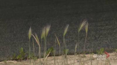 ‘It’s growing everywhere’: Growing concern from Calgary dog owners over foxtail grass - globalnews.ca