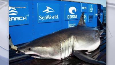 Nova Scotia - Great white shark, Breton, tracked off coast of Cape May by researchers - fox29.com - state New Jersey - county Cape May