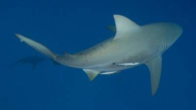 2 bull sharks swam up Mississippi River to St. Louis, study finds - fox29.com - state Illinois - state Mississippi - county St. Louis