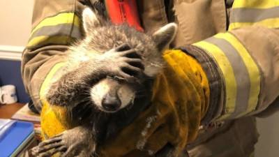 Photo of 'embarrassed' raccoon rescued by firefighters goes viral - fox29.com - Georgia