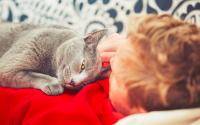Dog, cat owners with COVID-19 often pass it to pets - cidrap.umn.edu - Netherlands