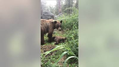 Yosemite ranger gives heartbreaking account of mother bear calling for cub killed by driver - fox29.com
