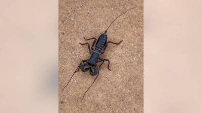 Acid-shooting 'spider-scorpion' found in Texas park creeps out social media - fox29.com - state Texas - county Park