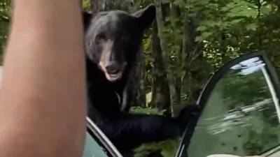 'Go! Go!': Tennessee man scares away black bear trapped in his car - fox29.com - state Tennessee