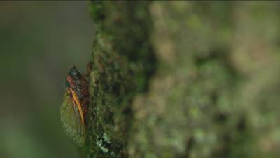 Cicadas make a comeback for mating season - fox29.com - state Pennsylvania - state New Jersey - state Delaware
