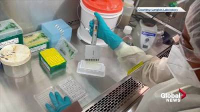 Julia Wong - Should you get an antibody test after COVID-19 vaccine? - globalnews.ca