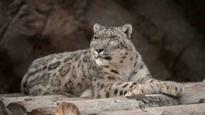 Unvaccinated snow leopard at San Diego Zoo catches COVID-19 - livemint.com - India - county San Diego