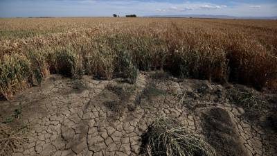 California could shut off water for thousands of farmers - fox29.com - state California - Sacramento, county Bee - county Bee