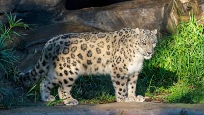 Snow leopard at San Diego Zoo suspected of having COVID-19, results pending - fox29.com - state California - county San Diego