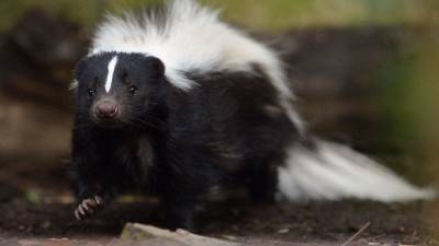 Jeff J.Mitchell - NY man trying to kill skunk is fatally shot with arrow - fox29.com - New York - city New York