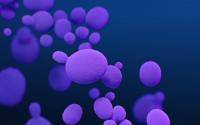 CDC reports two outbreaks of pan-resistant Candida auris - cidrap.umn.edu - Japan - Usa - Washington - state Texas