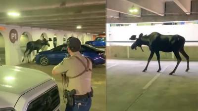 Moose 'reluctant' to leave Colorado parking garage relocated by wildlife officials - fox29.com - state Colorado