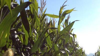 So hot in Iowa even the corn is sweating, making for oppressive humidity levels - fox29.com - state Iowa - county Clarion