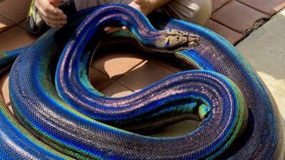 Rainbow python goes viral on social media: ‘Stunning’ - fox29.com - state California - county Valley - Georgia - county Fountain