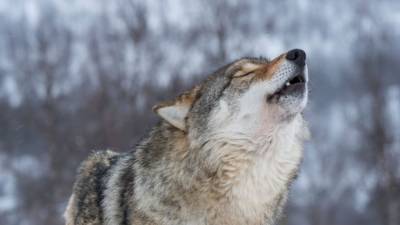 Hunting, poaching led to 30% reduction in Wisconsin gray wolves, study says - fox29.com - state Wisconsin