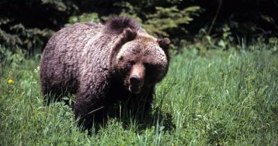 Woman dragged out of tent, killed by grizzly bear in Montana - globalnews.ca - state Montana
