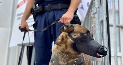 Dogs debut on Cannes red carpet to detect Covid-19 - msn.com - France