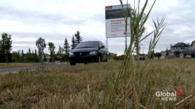 Mower mystery: Calgary pollinator corridor gone after ‘heartbreaking’ destruction - globalnews.ca