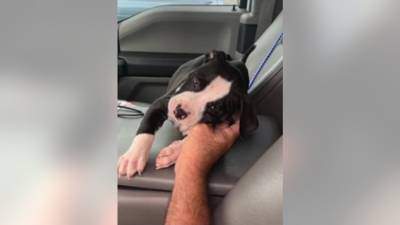 Wayne Ivey - Sheriff: Florida couple arrested for leaving puppy in hot car at mall - fox29.com - state Florida - county Brevard