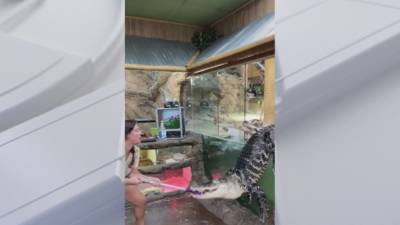 'Darth Gator' video shows alligator escape enclosure in Southern California - fox29.com - state California - county Valley - county Fountain