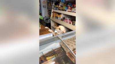 Adorable canine clerk mans convenience store in Ireland - fox29.com - Ireland