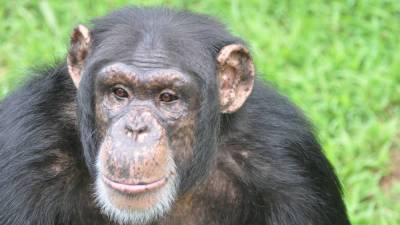 U.S. chimp sanctuary is poised to give its primates a COVID-19 vaccine—will others follow its lead? - sciencemag.org - Usa - Georgia