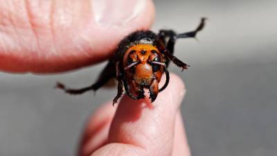 1st 2021 murder hornet sighting confirmed: Here’s what you need to know - fox29.com - Japan - Usa - Washington