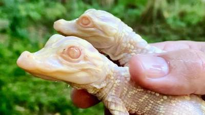 Wild Florida welcomes 2 baby albino gators to the world - fox29.com - state Florida