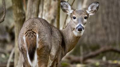 Antibodies detected in white-tailed deer exposed to COVID-19 in 4 states, study says - fox29.com - New York - state Illinois - state Pennsylvania - state Michigan
