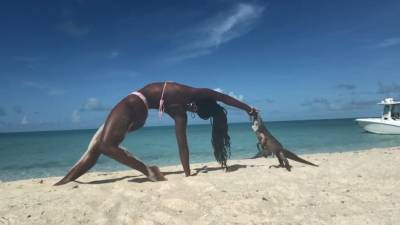 Video: Iguana bite ruins woman’s yoga pose - fox29.com