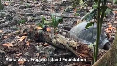 ‘Vegetarian’ giant tortoise attacks and eats seabird - globalnews.ca - Seychelles