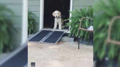 Rescue dog tests out new wheelchair ramp in heartwarming video - fox29.com - Georgia