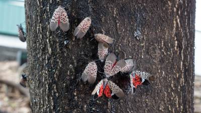 Some Delaware residents asked to kill lanternflies on sight - fox29.com - state Delaware