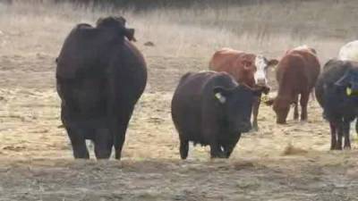 U.S. FDA warns Americans not to use livestock drug as COVID-19 remedy - globalnews.ca - Usa
