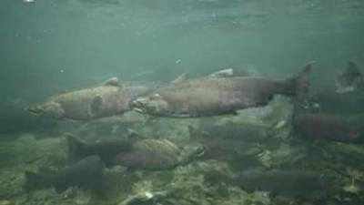California salmon devastated by rising heat and wildfires - globalnews.ca - state California