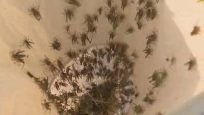 Creepy-crawly crisis: Lethbridge at war with grasshopper infestation - globalnews.ca