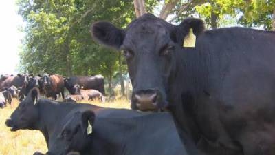 Drought impacting the cattle Industry in Sask. - globalnews.ca