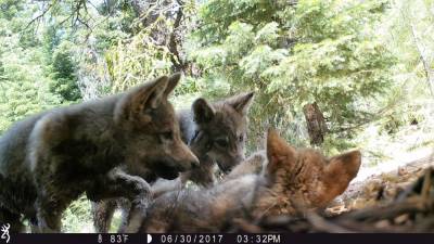 California wolf families have new litters of pups - fox29.com - state California - San Francisco - county Plumas - county Siskiyou