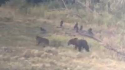WATCH: Wolf bites grizzly bear in the butt - fox29.com - state Florida - county Gaston