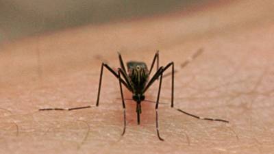 Clementon resident tests positive for West Nile virus - fox29.com - state New Jersey - county Camden