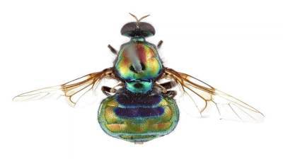 Australian researchers name vibrant rainbow insect in honor of RuPaul - fox29.com - Los Angeles - Australia