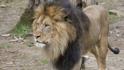 National Zoo lions, tigers test 'presumptive positive' for COVID-19 - fox29.com - Washington - state Maryland - city Baltimore
