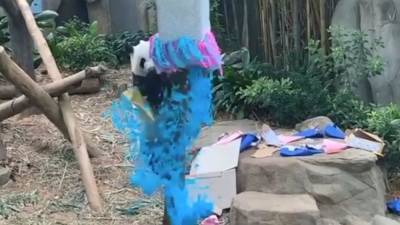 Singapore zoo: Panda father celebrates gender reveal party - fox29.com - Singapore - city Singapore