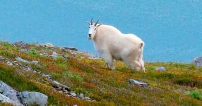‘Exceedingly rare’ mountain goat attack leaves grizzly bear dead in B.C. park - globalnews.ca - Britain - Canada - county Park - city Columbia, Britain